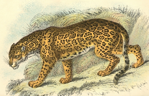 Jaguar 1