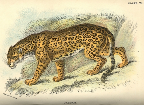 Jaguar