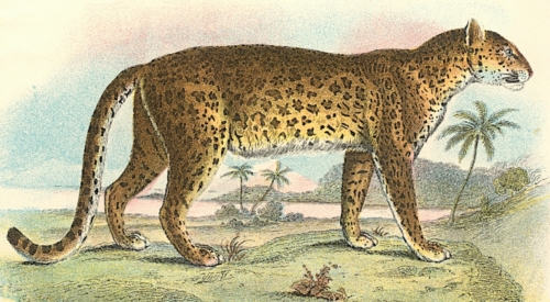 Leopard 1