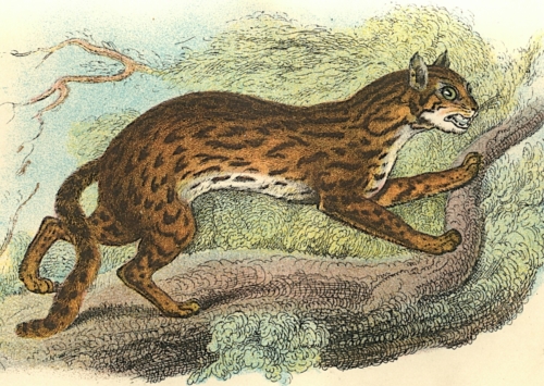 Leopard-Cat 1