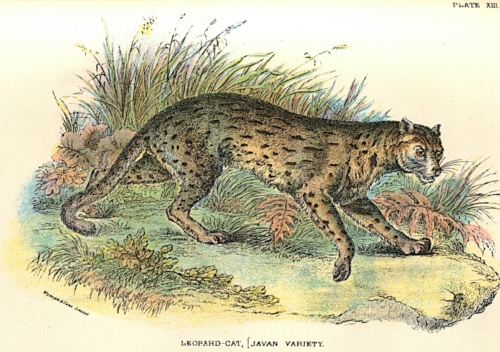 Leopard-Cat (Javan Variety)