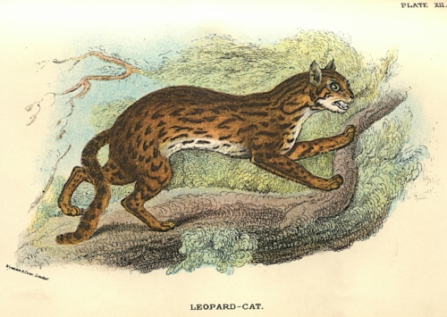 Leopard-Cat