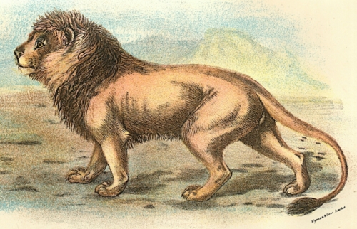 Lion 1