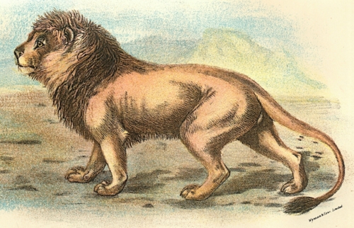 Lion 1