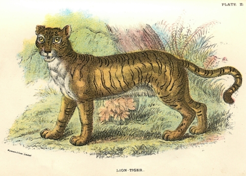 Lion-Tiger