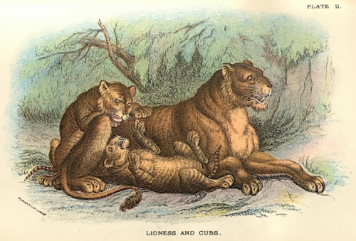 Lioness and Cubs