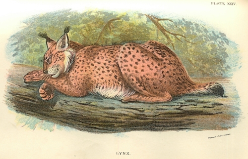 Lynx