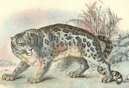 Ounce (Snow Leopard) 1