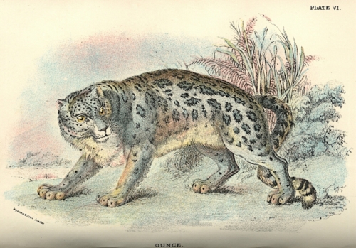 Ounce (Snow Leopard)