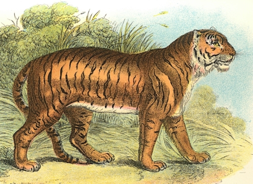 Tiger 1