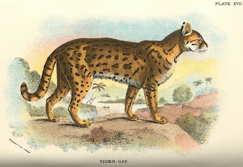 Tiger-Cat
