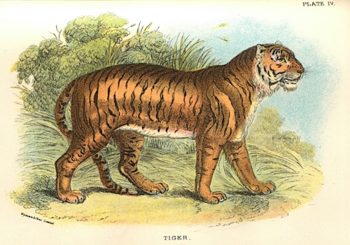 Tiger