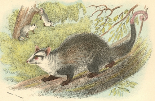 Azara's Opossum 1