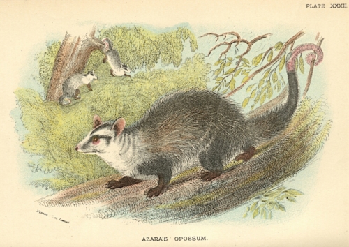 Azara's Opossum