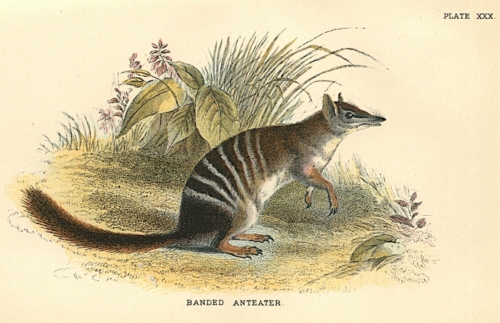 Banded Anteater