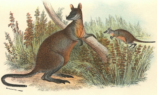 Black-Tailed Wallaby 1