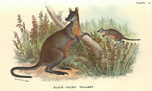 Black-Tailed Wallaby