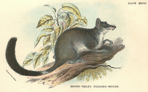 Brush-Tailed Pouched-Mouse