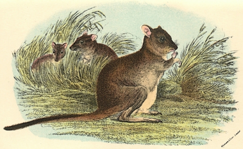 Brush-Tailed Rat-Kangaroo 1