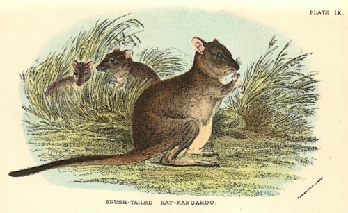 Brush-Tailed Rat-Kangaroo