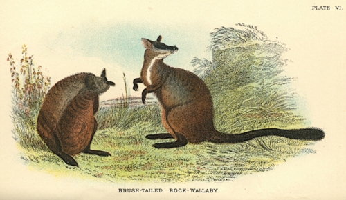 Brush-Tailed Rock-Wallaby