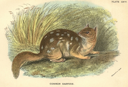 Common Dasyure