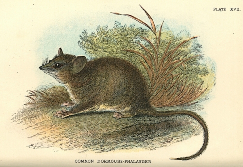 Common Dormouse-Phalanger