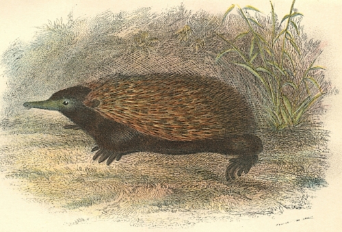 Common Echidna 1