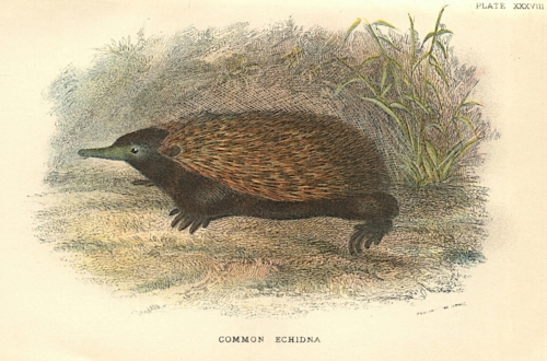 Common Echidna