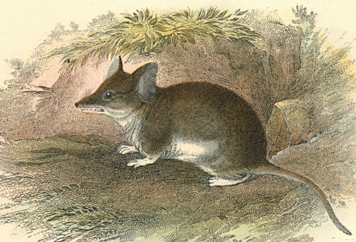 Common Pouched Mouse 1