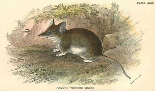 Common Pouched Mouse