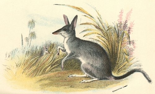 Common Rabbit-Bandicoot 1