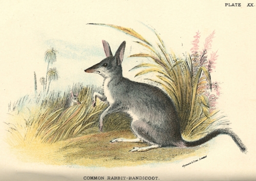 Common Rabbit-Bandicoot