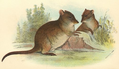 Common Rat-Kangaroo 1