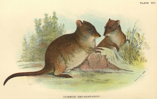 Common Rat-Kangaroo