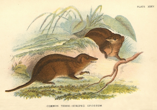 Common Three-Striped Opossum