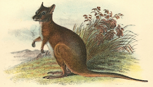 Dama Wallaby 1