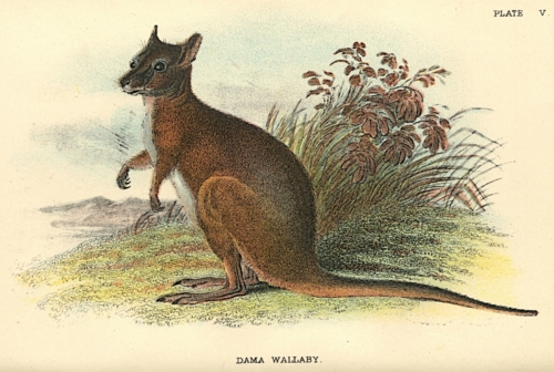 Dama Wallaby