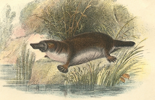 Duck-Bill (Duck-billed Platypus) 1