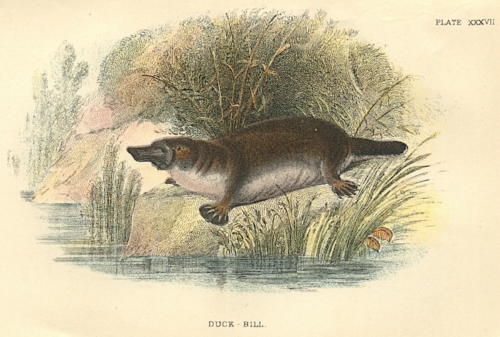 Duck-Bill (Duck-billed Platypus)