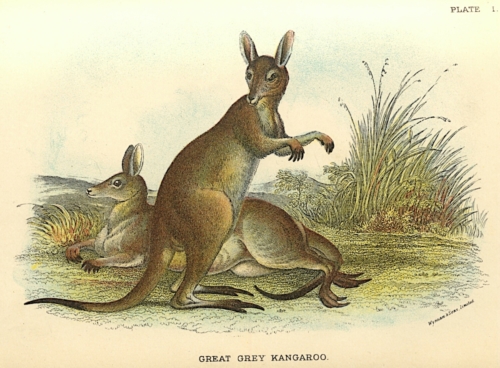 Great Grey Kangaroo