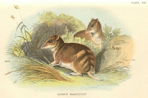 Gunn's Bandicoot