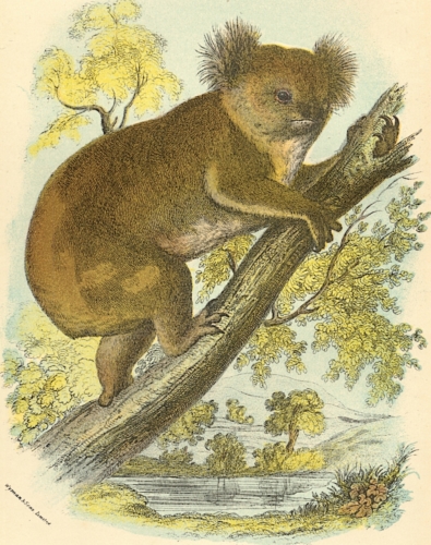 Koala 1