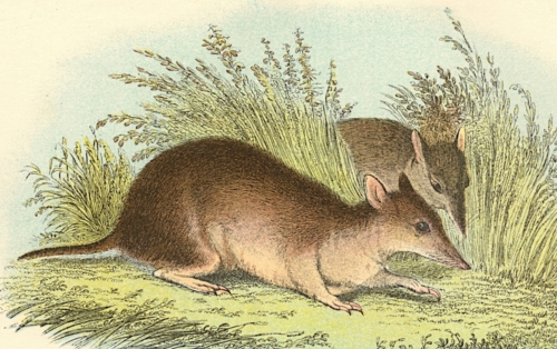 Long-Nosed Bandicoot 1