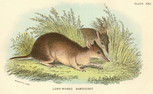 Long-Nosed Bandicoot
