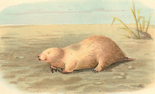 Marsupial Mole 1