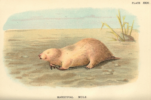 Marsupial Mole