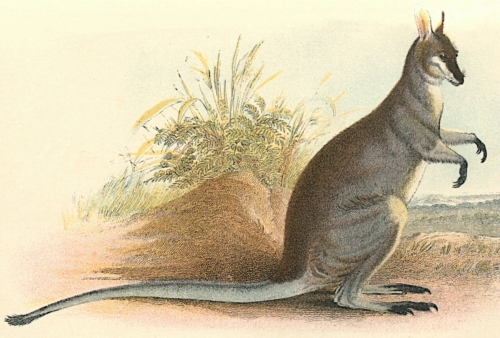 Parry's Wallaby 1