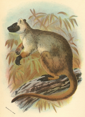 Queensland Tree-Kangaroo 1