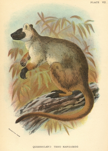 Queensland Tree-Kangaroo